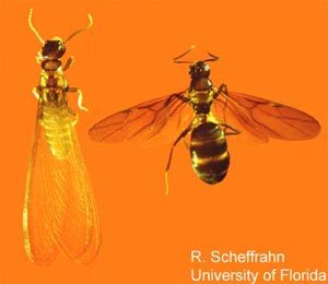 difference between flying ant and termite