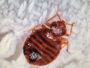 bed bug exterminators franklin va