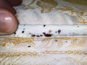 bed bug removal services chesapeake va
