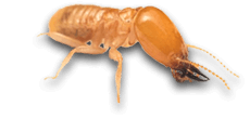 termite exterminators windsor va