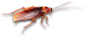 roach exterminators in newsoms va
