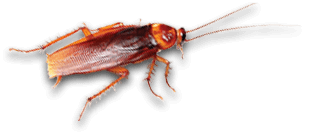 roach exterminators in newsoms va