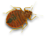 bed bug removal franklin va