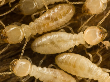 virginia termite exterminators