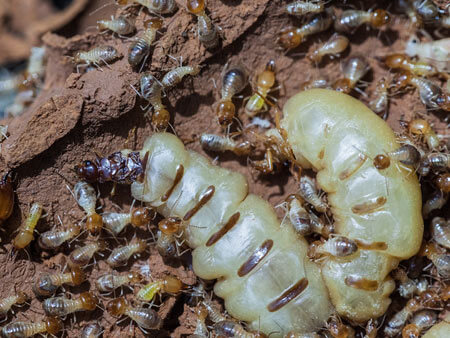 Termite Control Companies | Termite & Pest Control