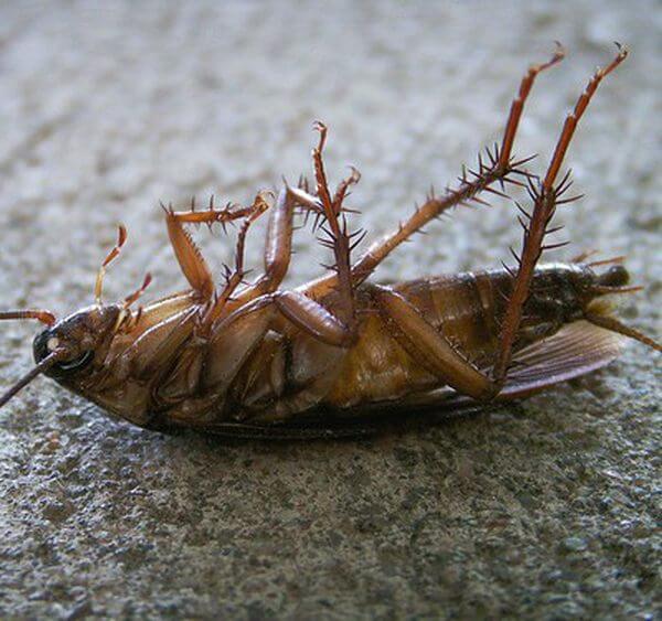 A dead cockroach