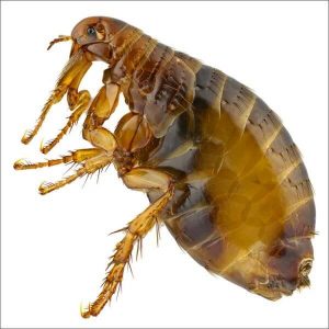 flea infestation control