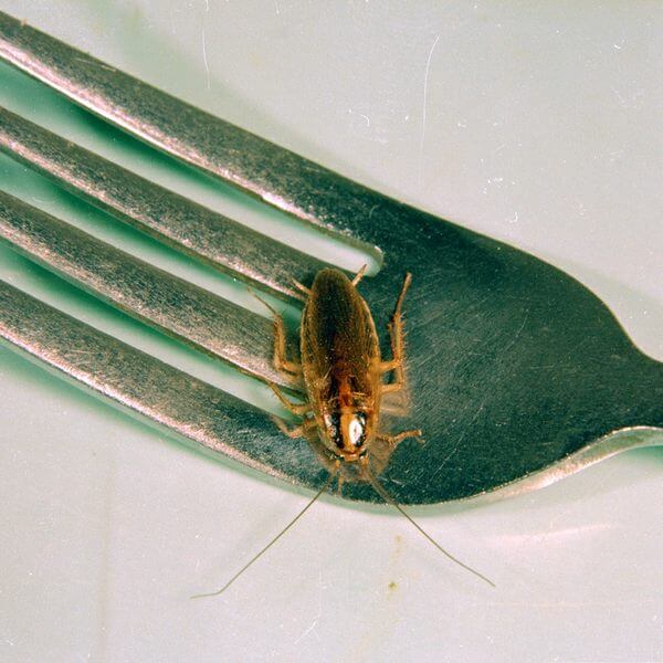 German Roach Infestation