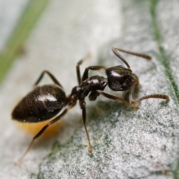 Odorouys House Ant