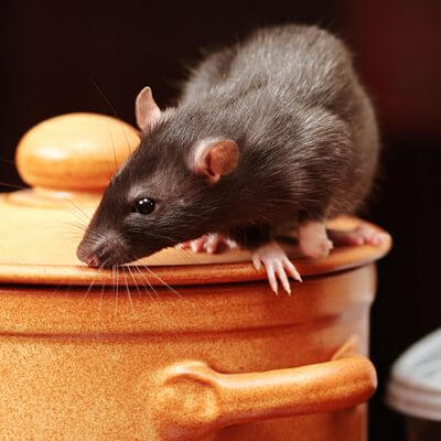 Rat in Kitchen