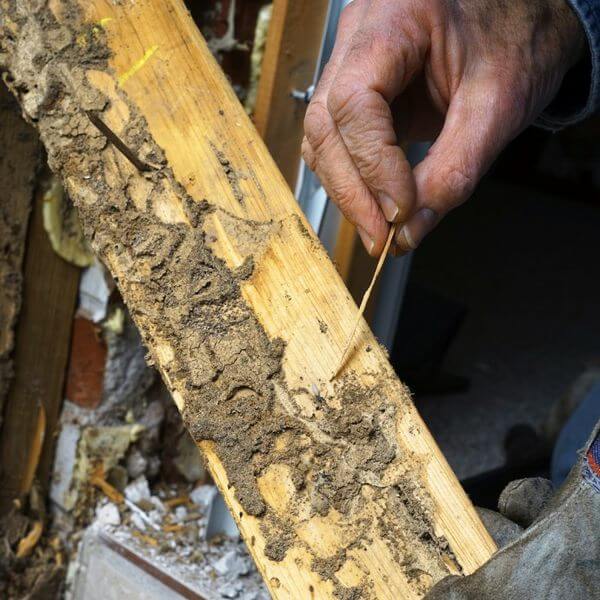Structural Termite Damages