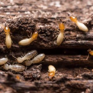 termite control company ivor va