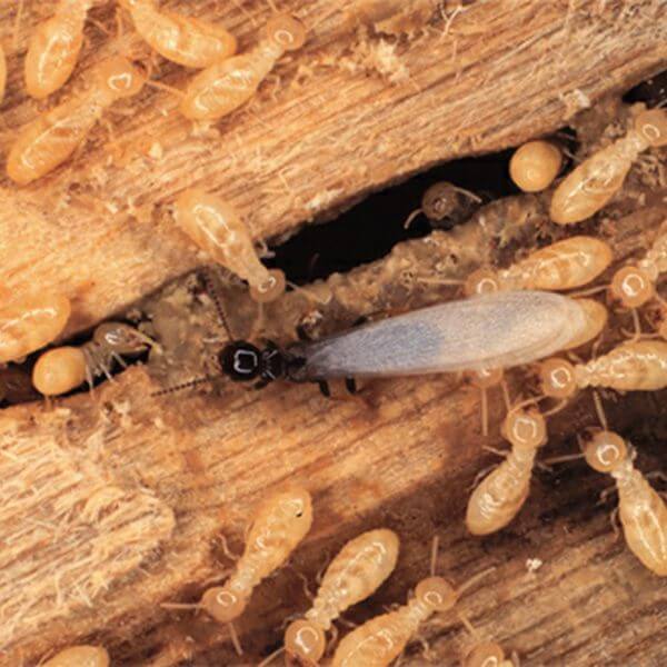 Termite Eradication