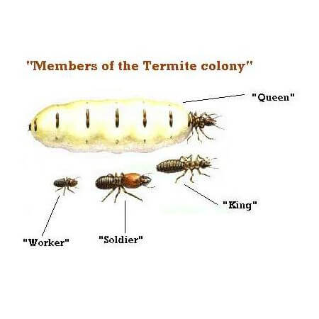 Termite Family