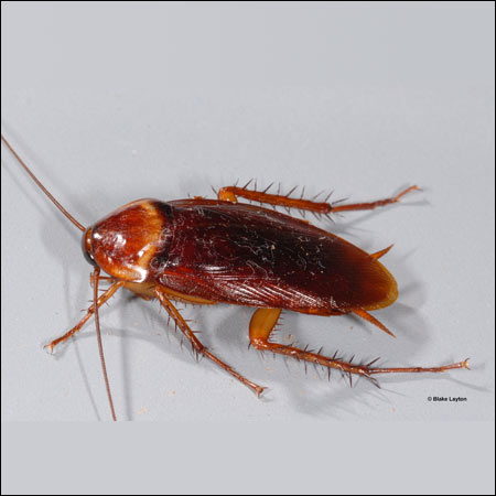 american cockroach exterminators