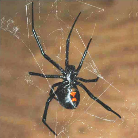 black widow spider exterminators