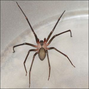 brown recluse spider exterminators