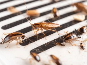 roach control companies chesapeake va
