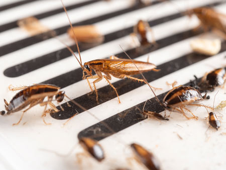 German cockroaches winning the war against pest control baits