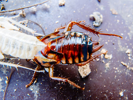 roach control companies portsmouth va