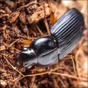 ground beetle exterminators