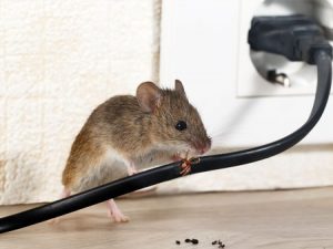 mice exterminating services