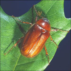 june bug beetle