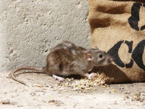 norway rat control