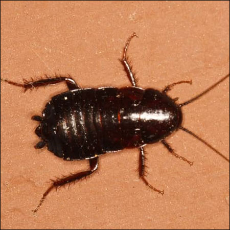 oriental cockroach exterminators