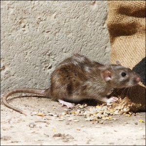 rat exterminators franklin va