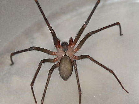 House Spiders Brown