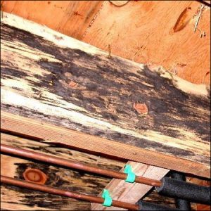 chesapeake virginia termite moisture inspectors