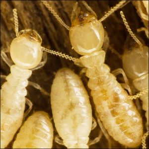 termite exterminators chesapeake va