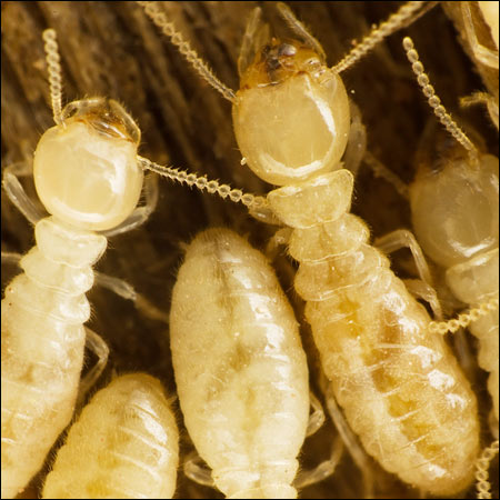 termite exterminators chesapeake va