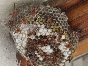wasps nest removal