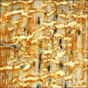 smithfield virginia termite moisture inspectors