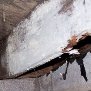 suffolk virginia termite moisture inspectors